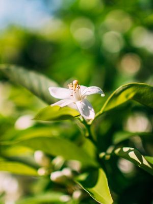 FLOR DE LARANJEIRA BRANCA
