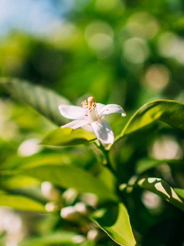FLOR DE LARANJEIRA BRANCA