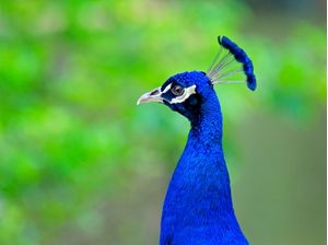 PAVÃO AZUL PERFIL