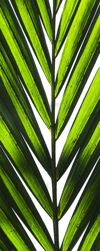 VERDE LUMINOUS