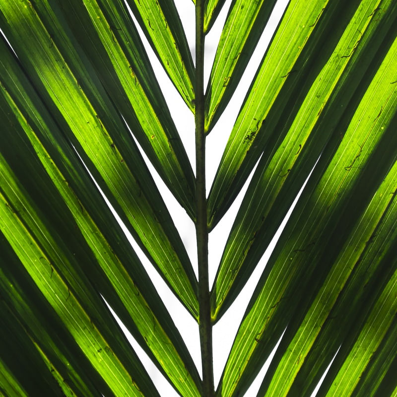 VERDE LUMINOUS 2