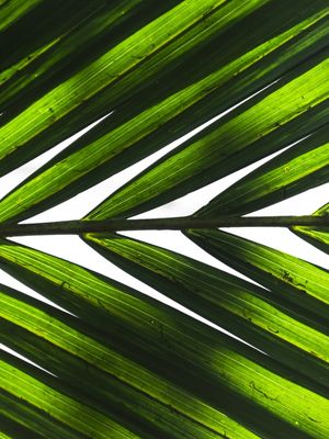 VERDE LUMINOUS - DÍPTICO 1