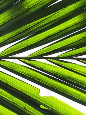 VERDE LUMINOUS - DÍPTICO 2