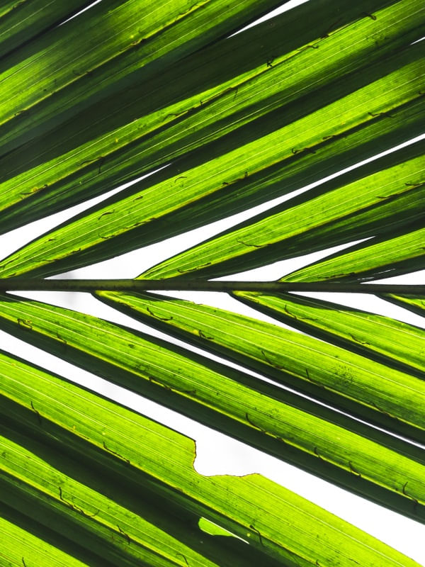 VERDE LUMINOUS - DÍPTICO 2