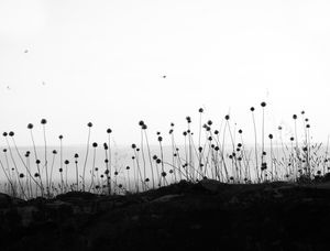 FLORES HORIZONTE