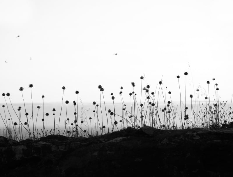 FLORES HORIZONTE