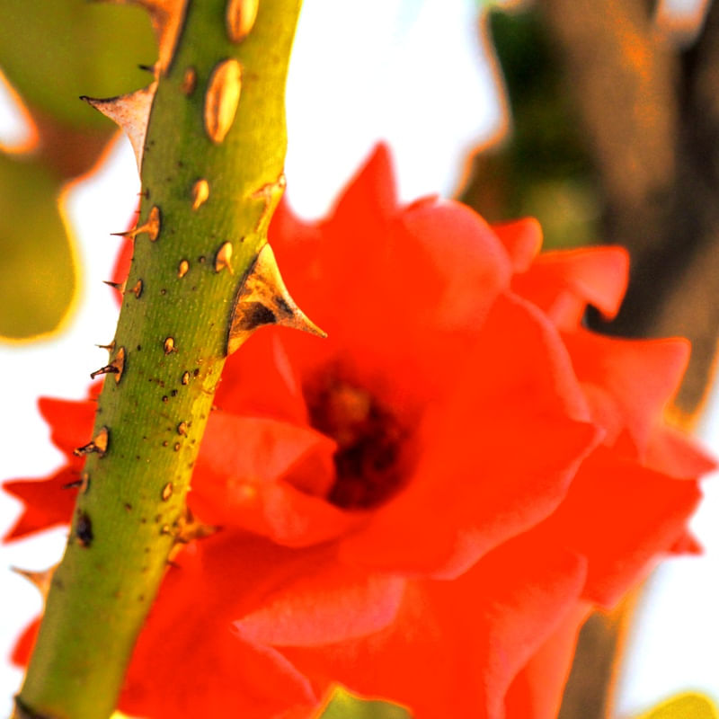 A FLOR POR TRÁS DOS ESPINHOS
