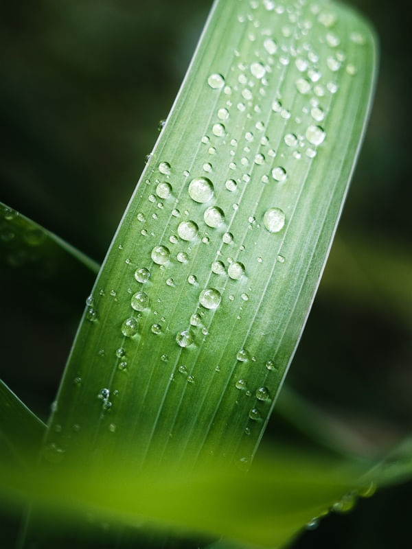 GOTAS NATURAIS