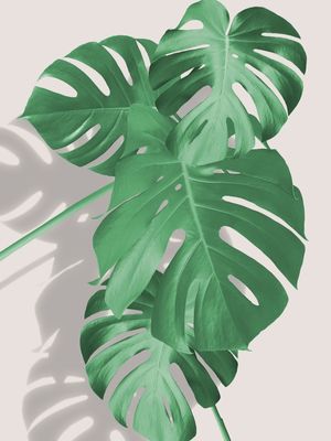 MINIMAL FLORAL 42