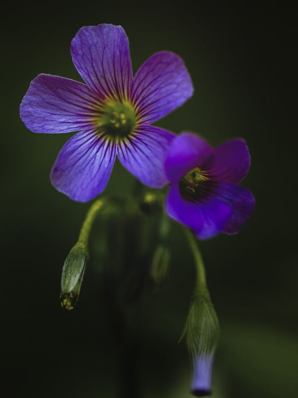 ROXO E VERDE