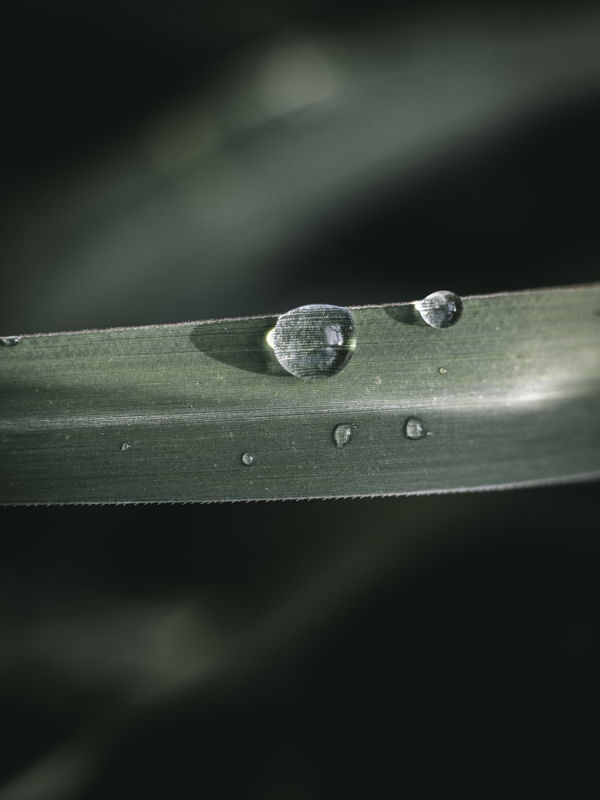 THE DROP AND THE LIGHT