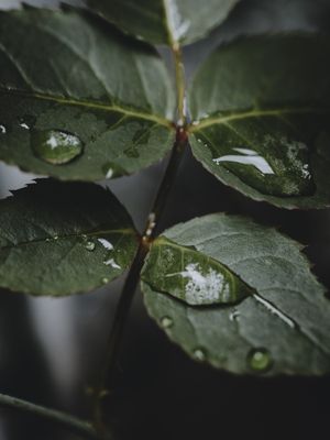 DROPS AND LEAVES