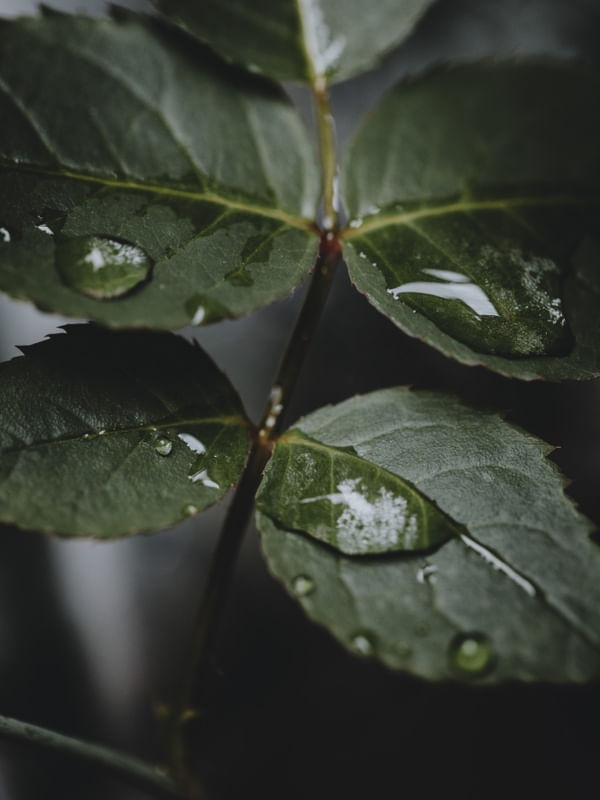DROPS AND LEAVES