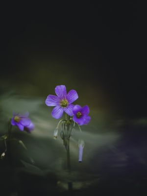 LITTLE FLOWERS
