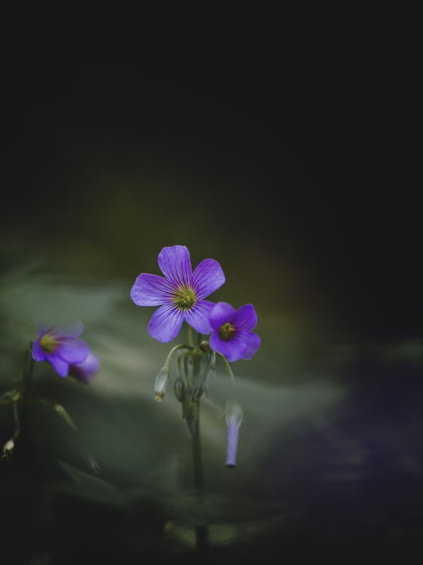 LITTLE FLOWERS