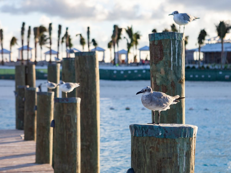 GAIVOTAS NO PIER