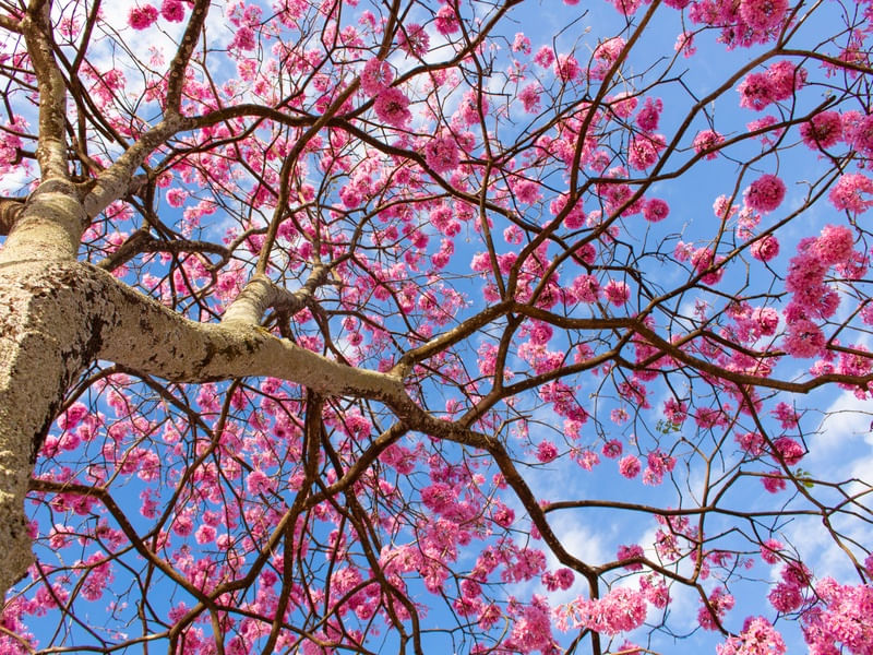 IPÊ ROXO E CÉU AZUL