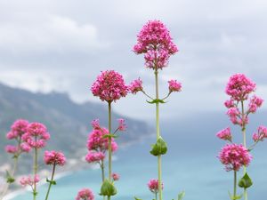 FLORES EM RAVELLO