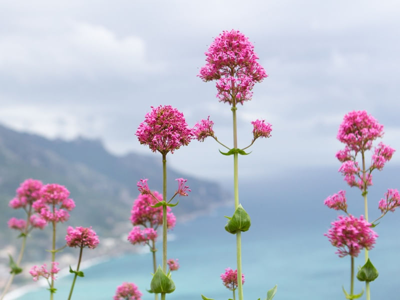 FLORES EM RAVELLO