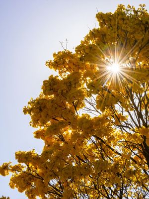 BRASÍLIA E SEUS IPÊS AMARELOS - DÍPTICO 01