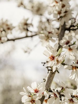 FLOR DE AMENDOAS