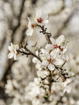 FLOR DE AMENDOAS 3