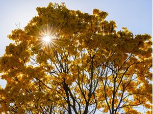 BRASÍLIA E SEUS IPÊS AMARELO VI