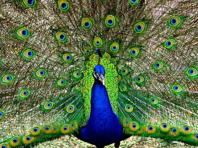 PAVÃO HIPNÓTICO