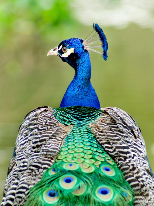 PAVÃO DE COSTAS