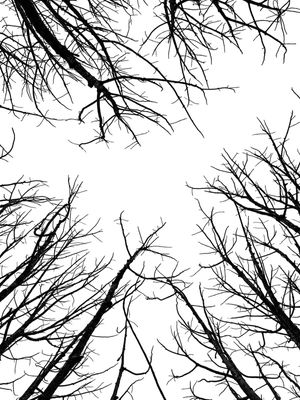 GALHOS SECOS DE INVERNO
