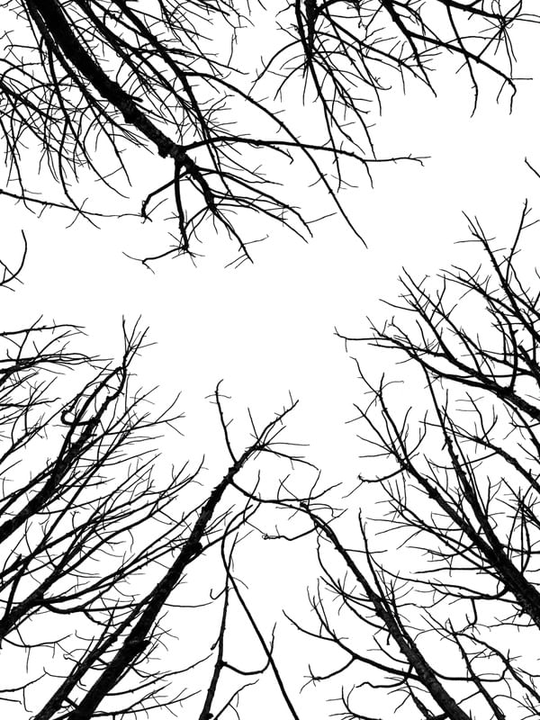 GALHOS SECOS DE INVERNO