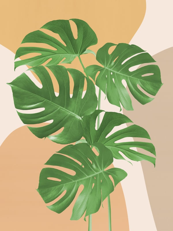 MINIMAL FLORAL 26