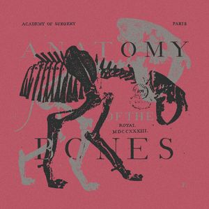 ANATOMY OF THE BONES V01