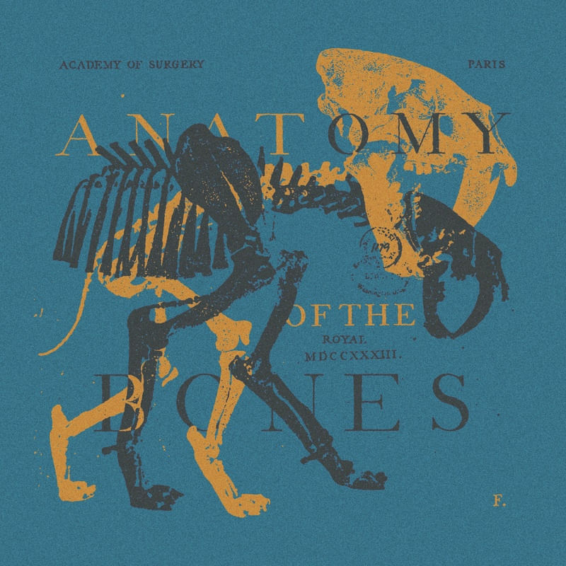 ANATOMY OF THE BONES V02