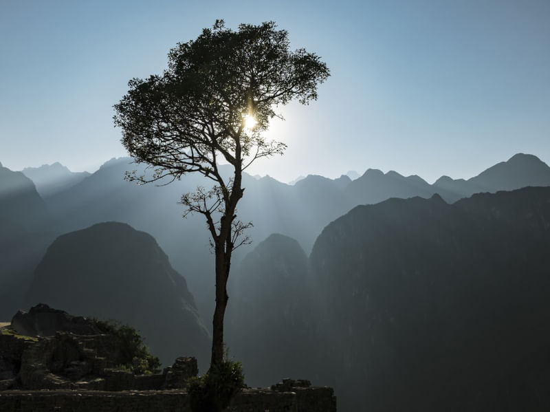 EL ÁRBOL