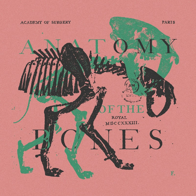 ANATOMY OF THE BONES V05