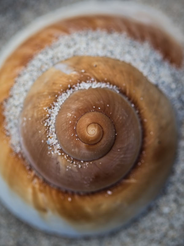 CONCHA CARACOL 1