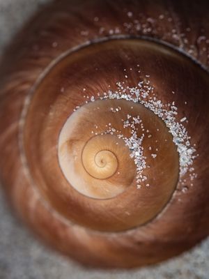 CONCHA CARACOL 2