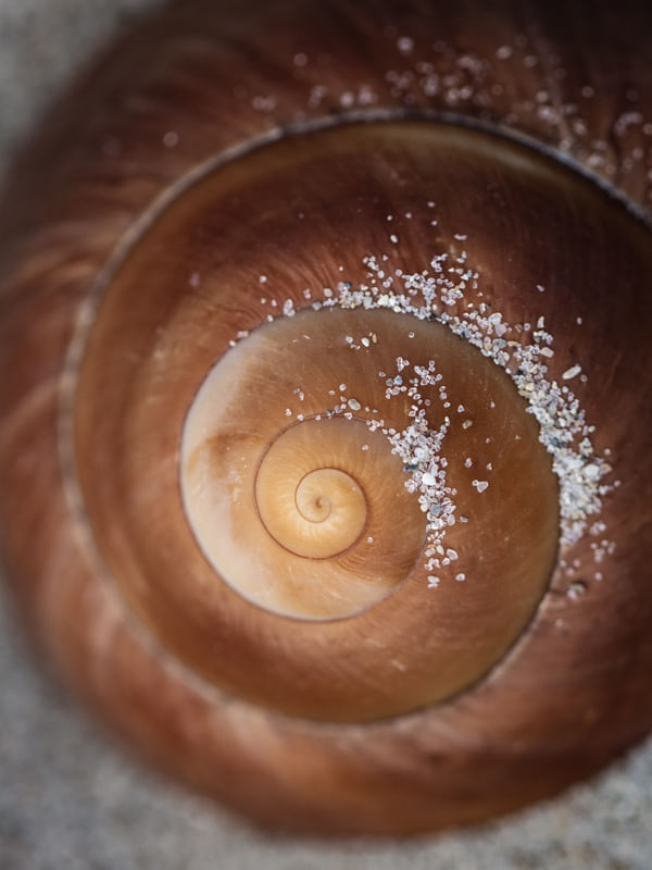 CONCHA CARACOL 2