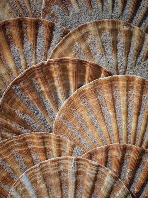 SEA OF CARAMEL SHELLS