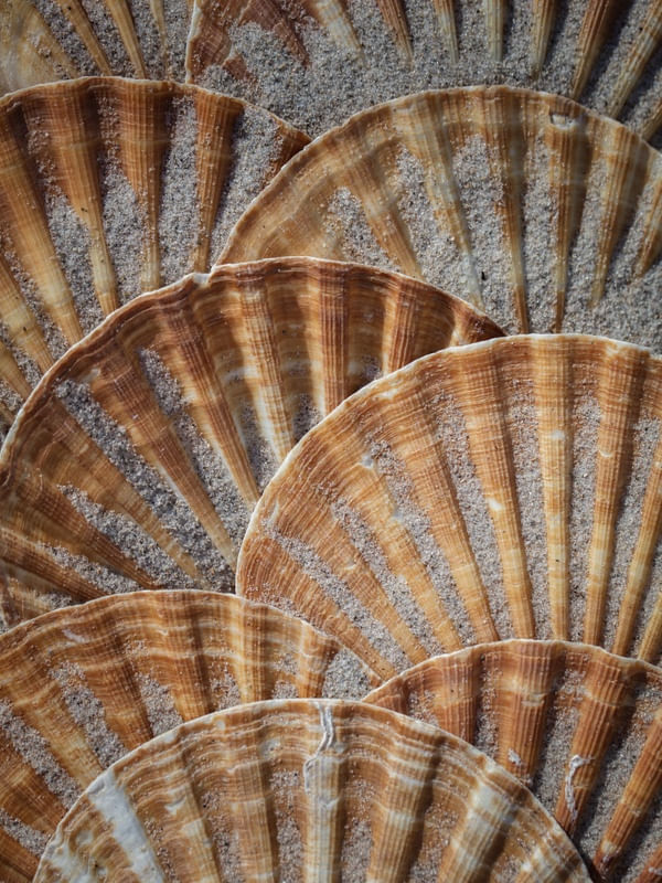 SEA OF CARAMEL SHELLS