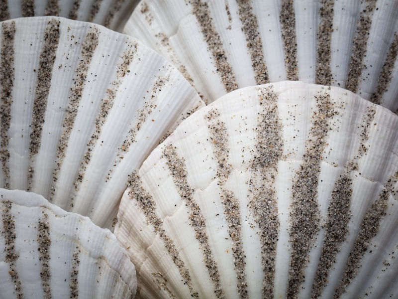 WHITE SEA SHELLS