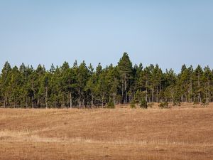 A FLORESTA DE PINHEIROS