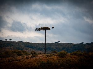 A ARAUCÁRIA ISOLADA
