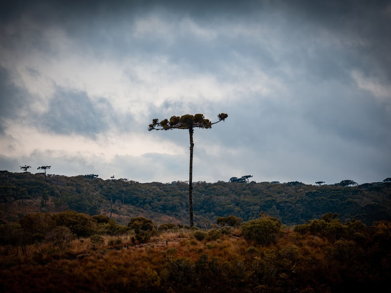 A ARAUCÁRIA ISOLADA