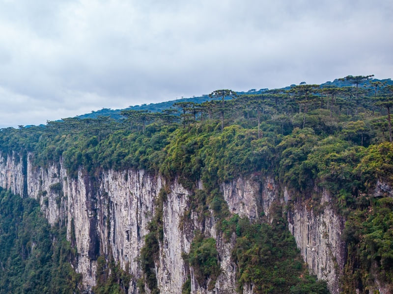ARAUCÁRIAS DO CANION ITAIMBEZINHO