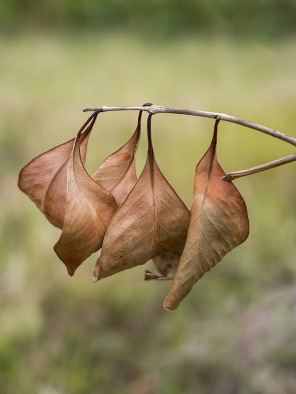CACHO DE FOLHAS SECAS III