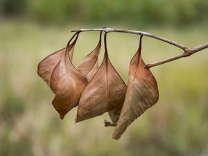 CACHO DE FOLHAS SECAS IV