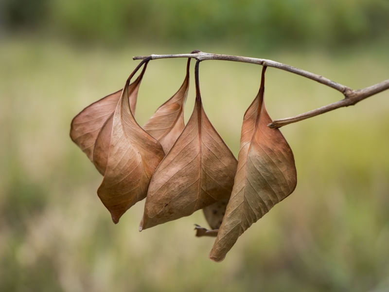 CACHO DE FOLHAS SECAS IV