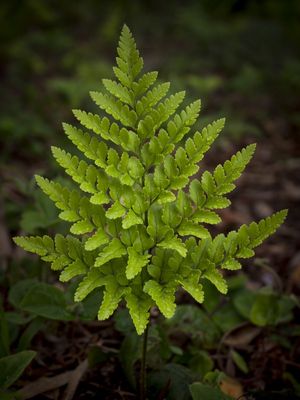 FOLHA - SAMAMBAIA VERDE